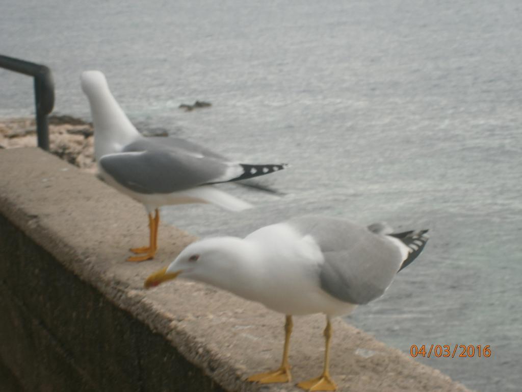 Apartments Sea And Sun 拉巴克 外观 照片